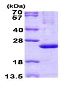 SDS-PAGE - Recombinant Human MRPL13 protein (denatured) (His tag N-Terminus) (AB140716)