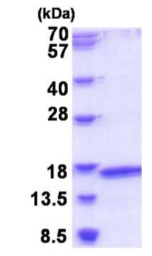 SDS-PAGE - Recombinant Human MRPL2 protein (AB187411)