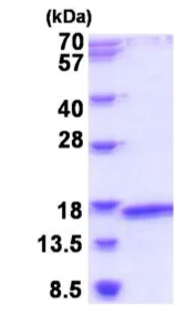 SDS-PAGE - Recombinant Human MRPL2 protein (AB187411)