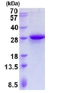 SDS-PAGE - Recombinant Human MRPL28 protein (His tag N-Terminus) (AB137164)