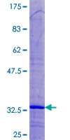 Recombinant Human MRPL33 protein