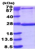 SDS-PAGE - Recombinant Human MRPL48 protein (denatured) (AB187432)