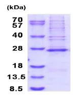 SDS-PAGE - Recombinant Human MRPS23 protein (denatured) (AB187425)