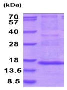 SDS-PAGE - Recombinant Human MRPS28 protein (AB202210)