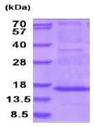 SDS-PAGE - Recombinant Human MRPS28 protein (AB202210)