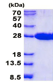 SDS-PAGE - Recombinant Human MRRF protein (His tag N-Terminus) (AB137141)