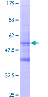 SDS-PAGE - Recombinant Human MS4A6A protein (GST tag N-Terminus) (AB163809)