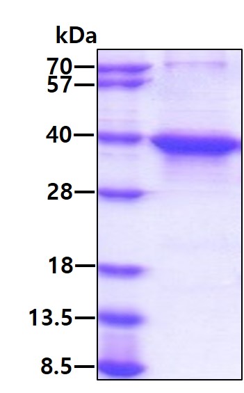SDS-PAGE - Recombinant Human MSI2 protein (AB167853), expandable thumbnail