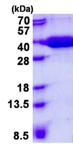 SDS-PAGE - Recombinant Human MST protein (His tag N-Terminus) (AB139234)