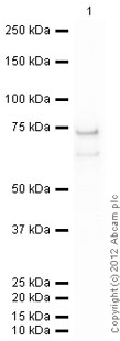 Western blot - Recombinant human MST4 protein (AB60341), expandable thumbnail