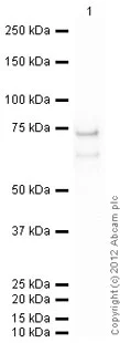 Western blot - Recombinant human MST4 protein (GST tag N-Terminus) (AB60341)