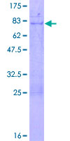 SDS-PAGE - Recombinant Human MSY2/YBOX2/YBX2 protein (GST tag N-Terminus) (AB162411)