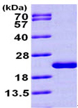 SDS-PAGE - Recombinant Human MTH1 protein (AB99390)