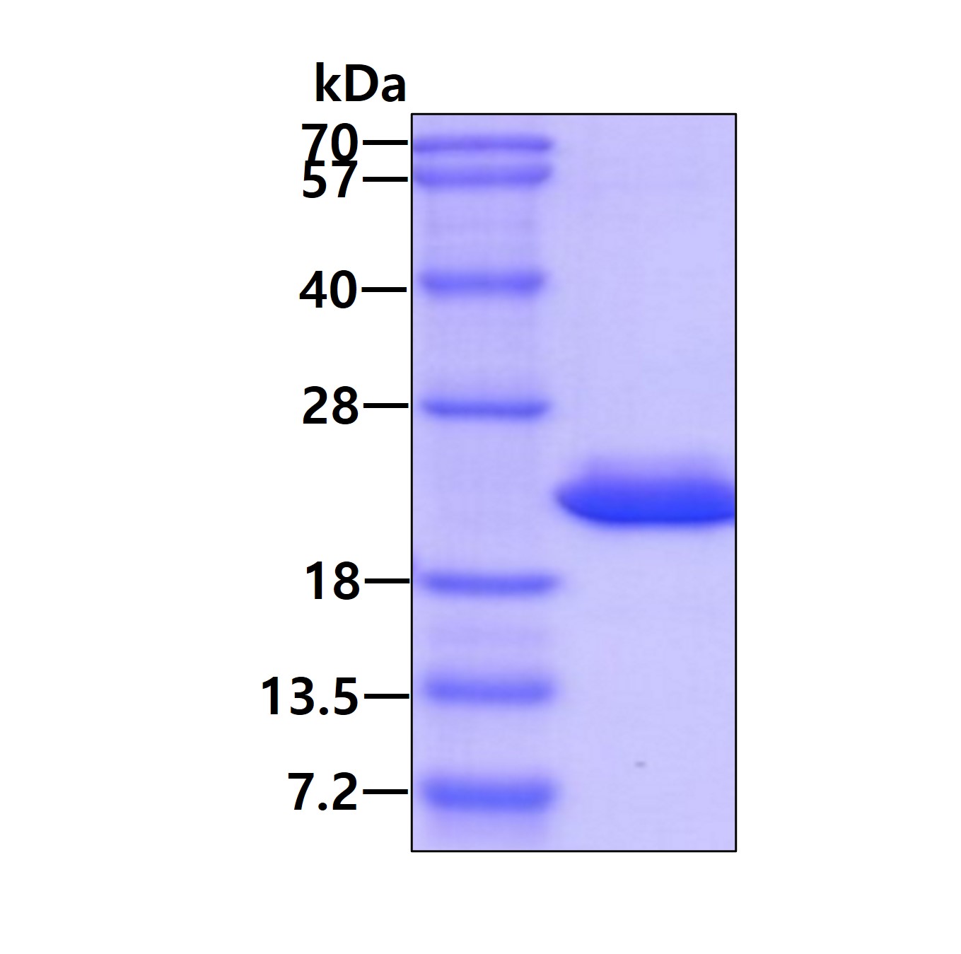 SDS-PAGE - Recombinant Human MTH1 protein (His tag N-Terminus) (AB99390)