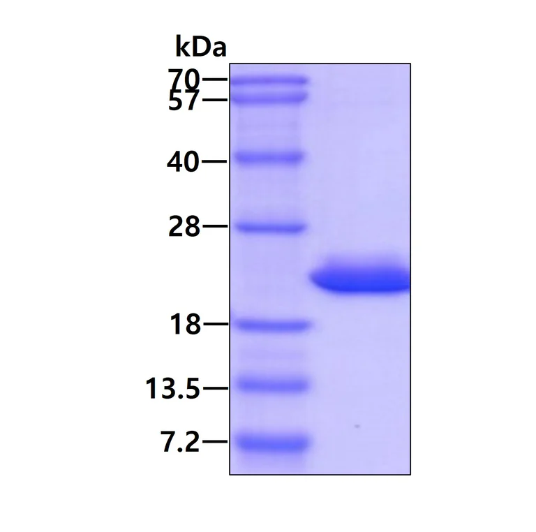 SDS-PAGE - Recombinant Human MTH1 protein (AB99390)