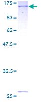 SDS-PAGE - Recombinant Human MTHFD1 protein (GST tag N-Terminus) (AB116852)