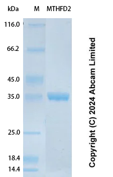 SDS-PAGE - Recombinant Human MTHFD2 Protein Standard (His tag) (AB323155)