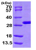 SDS-PAGE - Recombinant Human MTHFS protein (AB104635)