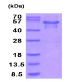 SDS-PAGE - Recombinant Human MTHFSD protein (AB202218)
