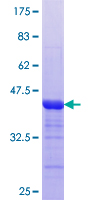SDS-PAGE - Recombinant Human MTMR3 protein (GST tag N-Terminus) (AB160253)