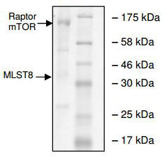 SDS-PAGE - Recombinant human mTOR + MLST8 + Raptor protein (AB196074), expandable thumbnail
