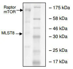 SDS-PAGE - Recombinant human mTOR + MLST8 + Raptor protein (DDDDK tag N-Terminus, His tag N-Terminus) (AB196074)