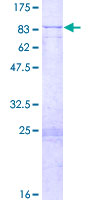 Recombinant Human MTPAP protein