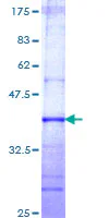 SDS-PAGE - Recombinant Human MTR protein (GST tag N-Terminus) (AB152546)
