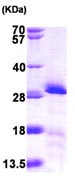 SDS-PAGE - Recombinant Human mtTFA protein (His tag N-Terminus) (AB103784)