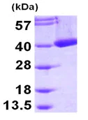 SDS-PAGE - Recombinant Human mu Crystallin protein (His tag N-Terminus) (AB95496)