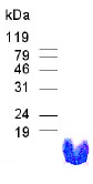 SDS-PAGE - Recombinant Human MUC1 protein (AB80082)