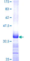 SDS-PAGE - Recombinant Human Mucin 5AC protein (GST tag N-Terminus) (AB114218)