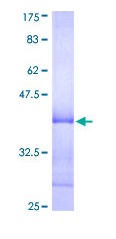 SDS-PAGE - Recombinant Human MURF1 protein (GST tag N-Terminus) (AB112428)