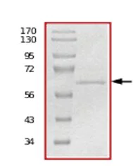 SDS-PAGE - Recombinant human MUSK protein (AB71693)