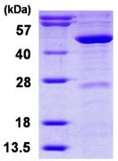SDS-PAGE - Recombinant Human MVD protein (AB116190)