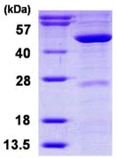 SDS-PAGE - Recombinant Human MVD protein (AB116190)