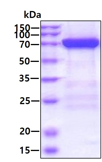 SDS-PAGE - Recombinant Human MX1 protein (AB187486)