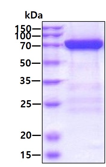 SDS-PAGE - Recombinant Human MX1 protein (His tag N-Terminus) (AB187486)