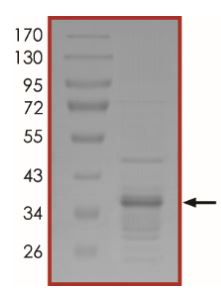SDS-PAGE - Recombinant Human Myelin Basic Protein (Tagged) (AB43614)