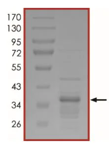 SDS-PAGE - Recombinant Human Myelin Basic Protein (GST tag N-Terminus) (AB43614)