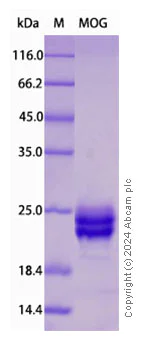 SDS-PAGE - Recombinant Human Myelin oligodendrocyte glycoprotein Protein Standard (His tag) (AB316546)