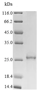 SDS-PAGE - Recombinant Human Myelin PLP protein (His tag) (AB252401)