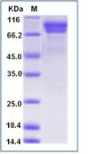 SDS-PAGE - Recombinant Human Myeloperoxidase protein (His tag) (AB276443)