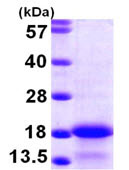 SDS-PAGE - Recombinant Human MYL6 protein (His tag N-Terminus) (AB104753)