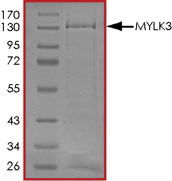 SDS-PAGE - Recombinant human MYLK3/MLCK protein (AB84799)