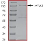 SDS-PAGE - Recombinant human MYLK3/MLCK protein (AB84799)
