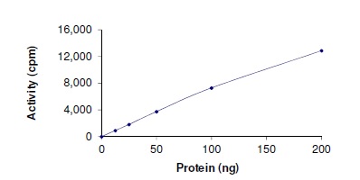 Functional Studies - Recombinant human MYLK4 protein (AB190995), expandable thumbnail