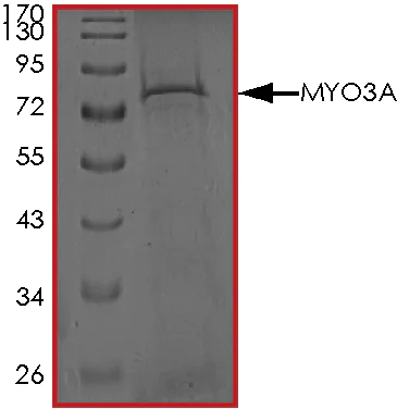 SDS-PAGE - Recombinant human MYO3A protein (AB191000)