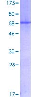 Recombinant Human Myogenin protein