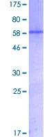 SDS-PAGE - Recombinant Human Myogenin protein (GST tag N-Terminus) (AB114244)